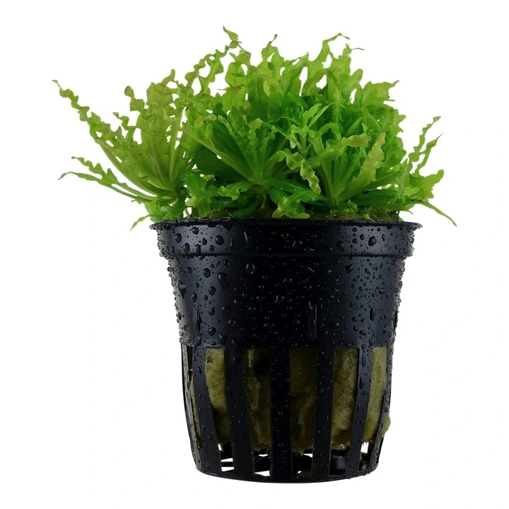 Tropica Akvarieplante i potte Pogostemon helferi